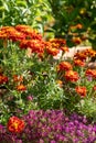 Brightly coloured yellow and orange marigold and purple alyssum flowers growing in containers, at RHS Wisley garden, Surrey UK Royalty Free Stock Photo