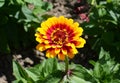 Brightly coloured yellow and red Zinnia Whirligig flower