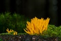 Yellow Stag-horn Fungus