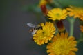 Flowering Hawkweed (Hieracium) with a hover fly Royalty Free Stock Photo