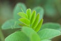 Brightly glowing leaves on blurry background in meadow in autumn just appeared