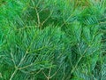 Brightly green branches of fir-tree or pine. christmas background Royalty Free Stock Photo