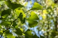 Brightly green carved leaves of Ginkgo biloba close-up in soft focus against a background of blurry foliage.