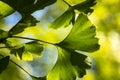 Brightly green carved leaves of Ginkgo biloba close-up in soft focus against a background of blurry foliage.