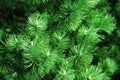 Brightly green prickly branches of a fir tree Royalty Free Stock Photo