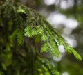 Brightly green prickly branches of a fur-tree Royalty Free Stock Photo