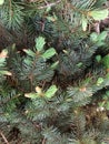 Brightly green prickly branches of a fur-tree or pine Royalty Free Stock Photo