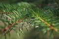 Brightly green prickly branches of a fur-tree or pine green Royalty Free Stock Photo