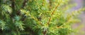 Brightly green prickly branches of a fur-tree or pine. Royalty Free Stock Photo