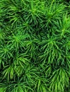 Brightly green prickly branches of a fur-tree or pine Royalty Free Stock Photo