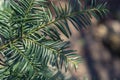 Brightly green prickly branches of a fur-tree or pine Royalty Free Stock Photo