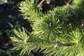 Brightly Green Prickly Branches of a Fur-tree or Pine, Royalty Free Stock Photo