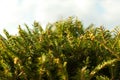 Brightly green prickly branches of a fur-tree or pine Royalty Free Stock Photo