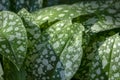 Brightly green with silver spots on the leaves of lungwort Pulmonaria saccharata. Amazingly juicy elegant natural background