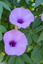 Brightly lavender flower Ipomoea cairica close-up. Pink flower on a background of green leaves Royalty Free Stock Photo