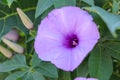 Brightly lavender flower Ipomoea cairica close-up. Pink flower on a background of green leaves Royalty Free Stock Photo