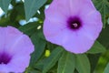 Brightly lavender flower Ipomoea cairica close-up. Pink flower on a background of green leaves Royalty Free Stock Photo