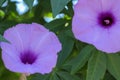 Brightly lavender flower Ipomoea cairica close-up. Pink flower on a background of green leaves Royalty Free Stock Photo