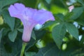 Brightly lavender flower Ipomoea cairica close-up. Pink flower on a background of green leaves Royalty Free Stock Photo