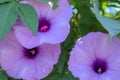 Brightly lavender flower Ipomoea cairica close-up. Pink flower on a background of green leaves Royalty Free Stock Photo