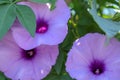 Brightly lavender flower Ipomoea cairica close-up. Pink flower on a background of green leaves Royalty Free Stock Photo