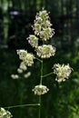 Brightly lit blossoming broom of grass against a dark park background