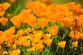 Brightly Lit California Poppies Royalty Free Stock Photo