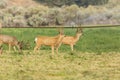 Brightly lit deer in a field at sunset evening light Royalty Free Stock Photo