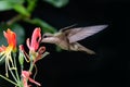 Female Ruby Topaz hummingbird feeding on tropical pink flowers Royalty Free Stock Photo