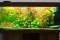 Brightly lit freshwater aquarium with plants Royalty Free Stock Photo
