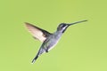Long-billed Starthroat hummingbird in flight isolated on a green background Royalty Free Stock Photo