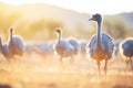 brightly lit ostrich flock at golden hour