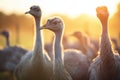 brightly lit ostrich flock at golden hour