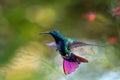A Black-throated Mango hummingbird, Anthracothorax nigricollis, hovering in a garden Royalty Free Stock Photo