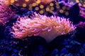 Brightly lit sea anemones growing on rock surfaces in a home aquarium setting. The vibrant yellow tentacles sway gently Royalty Free Stock Photo