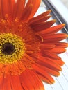 Brightly lit sunflower on a scribbling pad Royalty Free Stock Photo