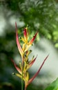 Exotic Parrot Beak Heliconia flower in a garden.