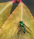 Longlegged Fly (Condylostylus sp) On Green Leaf Royalty Free Stock Photo