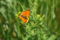 Brightly orange butterfly on a flower against green. Royalty Free Stock Photo