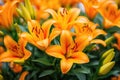 Brightly orange lily flowers. Beautiful flowers with orange petals