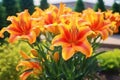 Brightly orange lily flowers. Beautiful flowers with orange petals