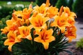 Brightly orange lily flowers. Beautiful flowers with orange petals