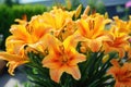 Brightly orange lily flowers. Beautiful flowers with orange petals