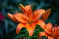 Brightly orange lily flowers. Beautiful flowers with orange petals