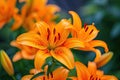 Brightly orange lily flowers. Beautiful flowers with orange petals