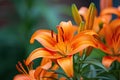 Brightly orange lily flowers. Beautiful flowers with orange petals