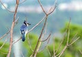 Brightly patterned Blue Jay sitting on tree branch in springtime