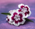 Brightly Patterned Dianthus Flower Royalty Free Stock Photo