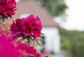 Brightly purple blooming rhododendron against a white house in blur, blured