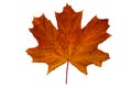 Brightly red orange dry maple leaf Royalty Free Stock Photo